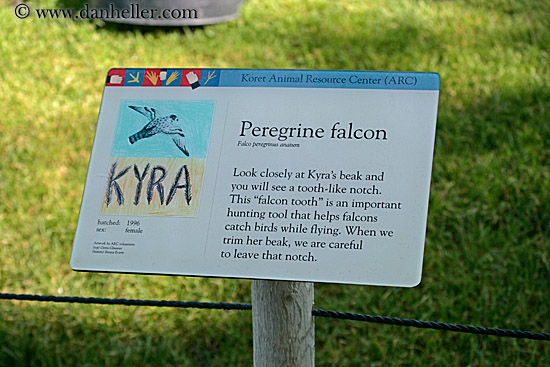 peregrine-falcon-sign.jpg