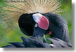 images/California/SanFrancisco/Zoo/Birds/Misc/east-african-crowned-crane-1.jpg
