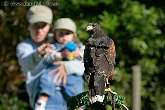 harris-hawk-1.jpg