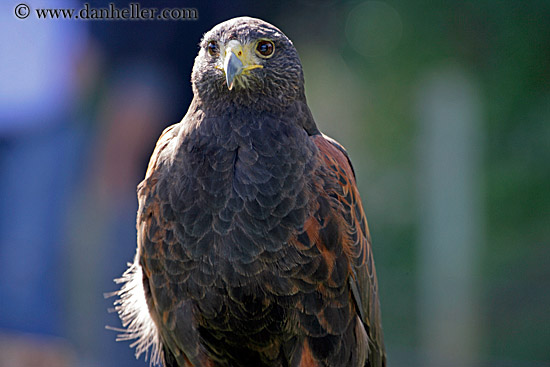 harris-hawk-2.jpg