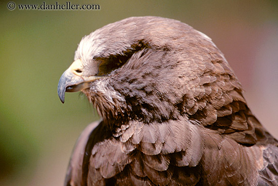 harris-hawk-3.jpg