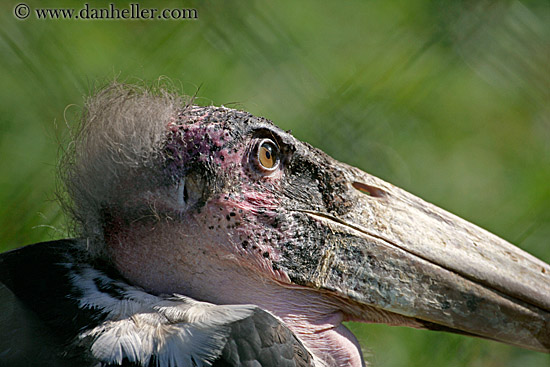 marabou-stork-1.jpg