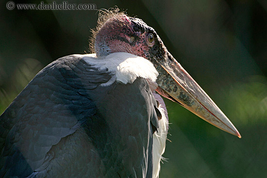 marabou-stork-3.jpg