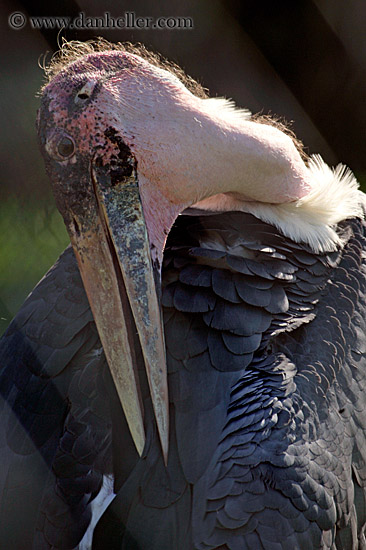 marabou-stork-4.jpg