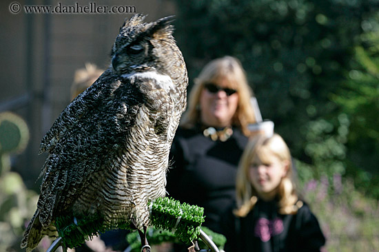 great-horned-owl-1.jpg