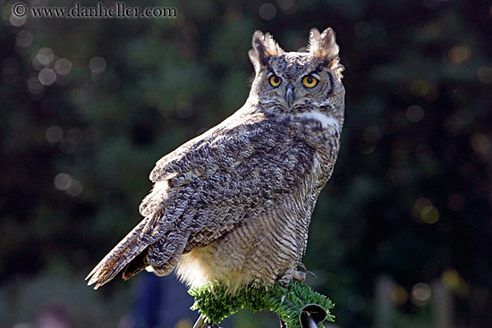 great-horned-owl-2.jpg