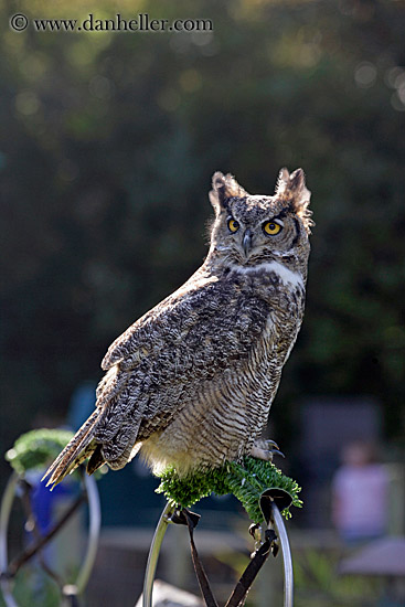 great-horned-owl-3.jpg