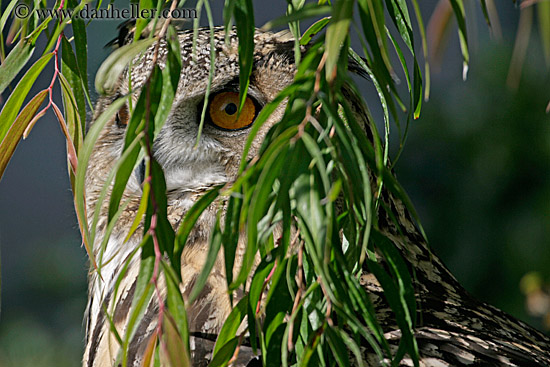 long-eared-owl-1.jpg