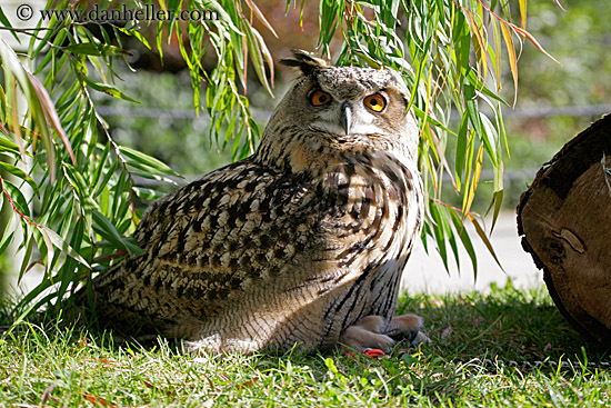 Long Eared Owl (2)