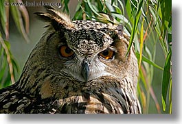 images/California/SanFrancisco/Zoo/Birds/Owls/long-eared-owl-3.jpg