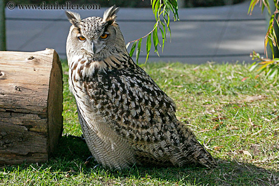 long-eared-owl-4.jpg