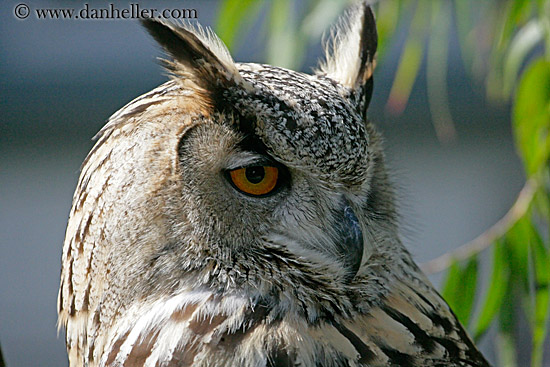 long-eared-owl-5.jpg