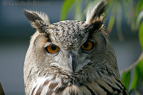 long-eared-owl-6.jpg