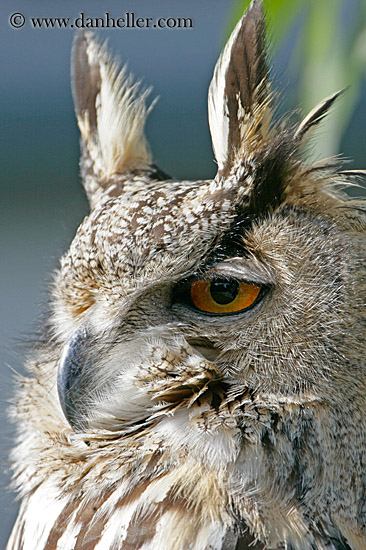 long-eared-owl-7.jpg