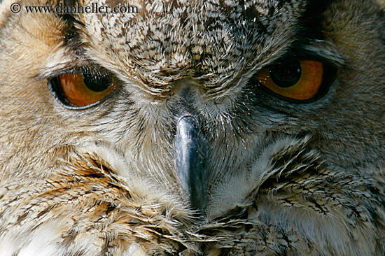 long-eared-owl-8.jpg