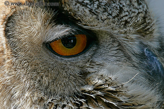 long-eared-owl-9.jpg