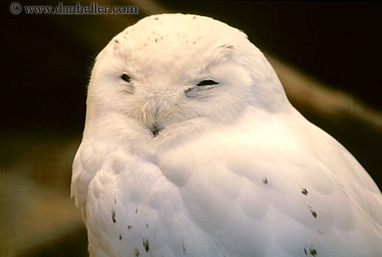 snowy-owl.jpg