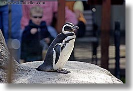 images/California/SanFrancisco/Zoo/Birds/Penguins/penguins-1.jpg