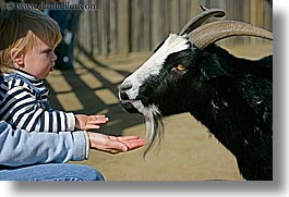 images/California/SanFrancisco/Zoo/ChildrensZoo/jack-n-goat-2.jpg
