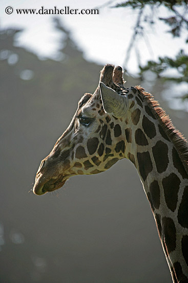 giraffe-01.jpg