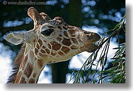 images/California/SanFrancisco/Zoo/Giraffe/giraffe-03.jpg