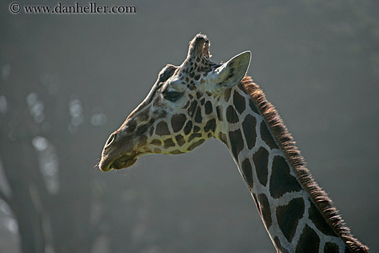 giraffe-04.jpg