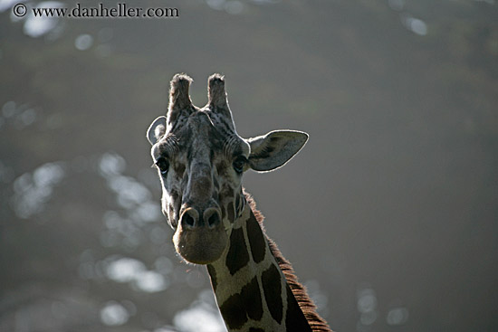 giraffe-05.jpg