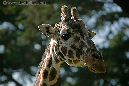 giraffe-06.jpg