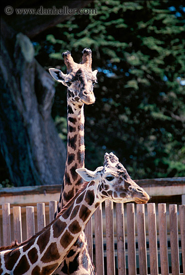 giraffe-07.jpg