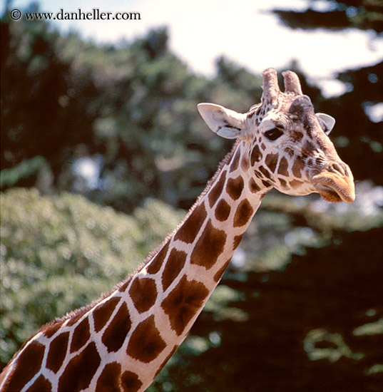 giraffe-08.jpg