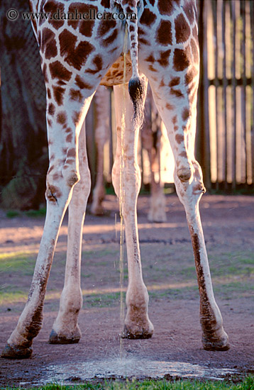 giraffe-09.jpg