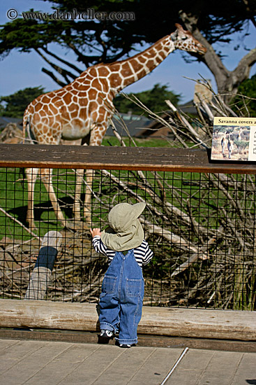 giraffe-10.jpg