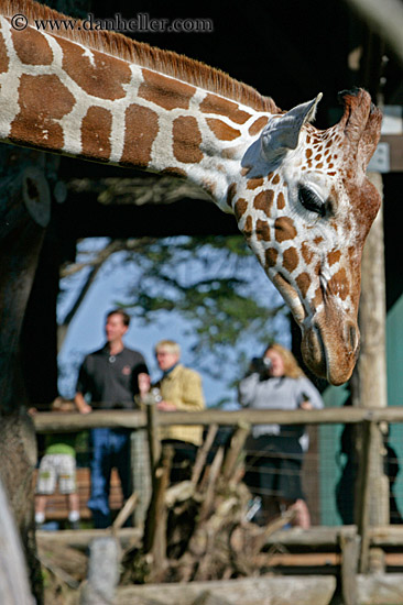 giraffe-13.jpg