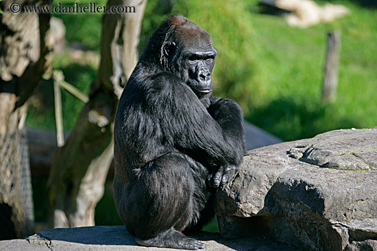 lowland-gorilla-01.jpg