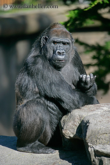 lowland-gorilla-02.jpg