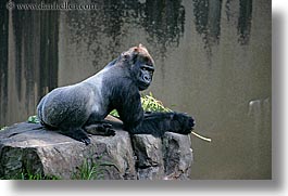 images/California/SanFrancisco/Zoo/Gorilla/lowland-gorilla-03.jpg