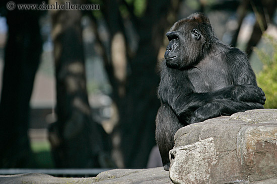 lowland-gorilla-04.jpg