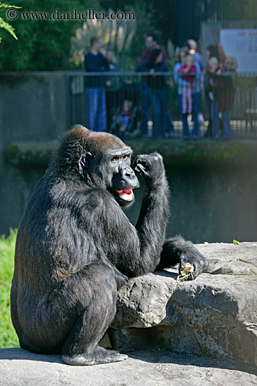 lowland-gorilla-07.jpg