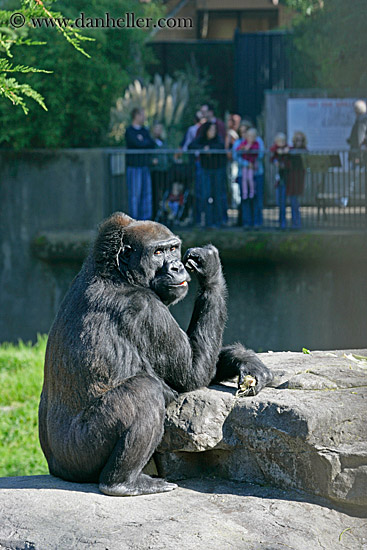 lowland-gorilla-08.jpg