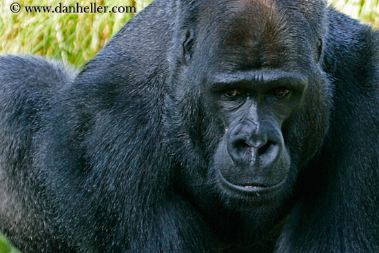 lowland-gorilla-09.jpg