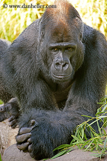 lowland-gorilla-10.jpg