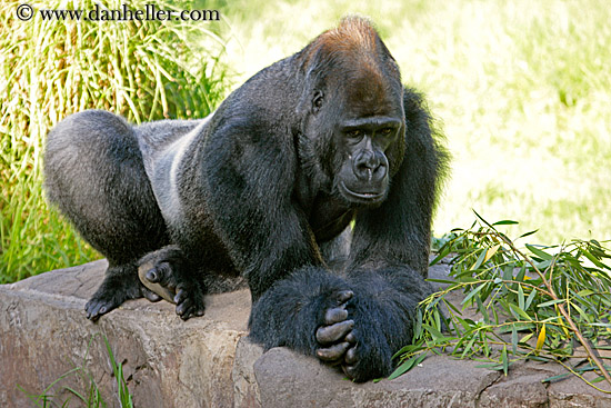 lowland-gorilla-11.jpg