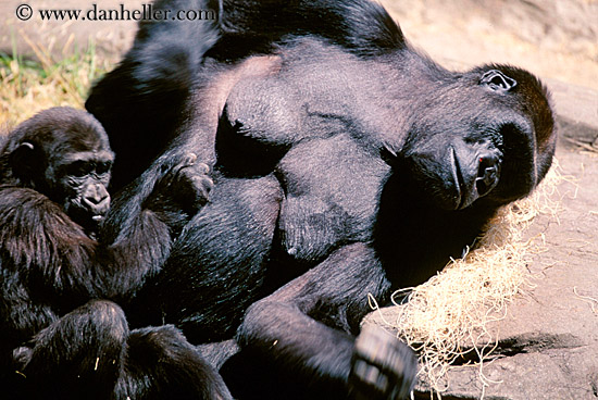 lowland-gorilla-12.jpg