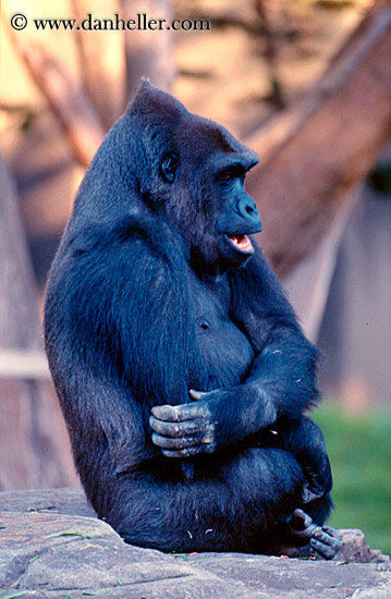 lowland-gorilla-13.jpg