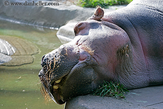 hippopotamus-01.jpg