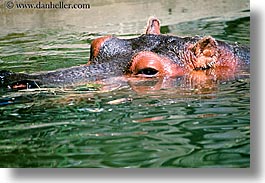 images/California/SanFrancisco/Zoo/Hippopotamus/hippopotamus-04.jpg