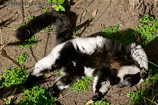 black-n-white-ruffed-lemur-1.jpg