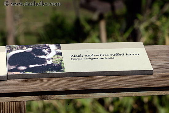 black-n-white-ruffed-lemur-sign.jpg