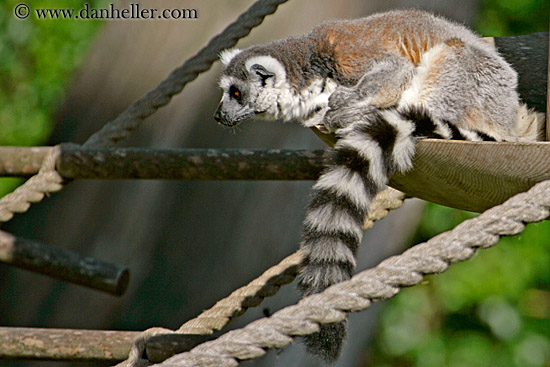 lemur-01.jpg