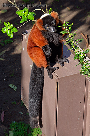 red-ruffed-lemur-02.jpg